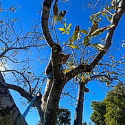 Deimos joined the competition — help win amazing prizes! cat, tree, blue_sky, branches, leaves, harness, outdoor, sunlight, nature, animal, pet, climbing, greenery, daytime, adventure, curious, park, sky, feline, playful