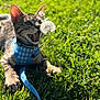 Deimos joined the competition — help win amazing prizes! kitten, cat, animal, pet, grass, outdoor, dandelion, leash, harness, sunlight, nature, cute, feline, playful, closeup, greenery, daylight, young, curious, blurred_background