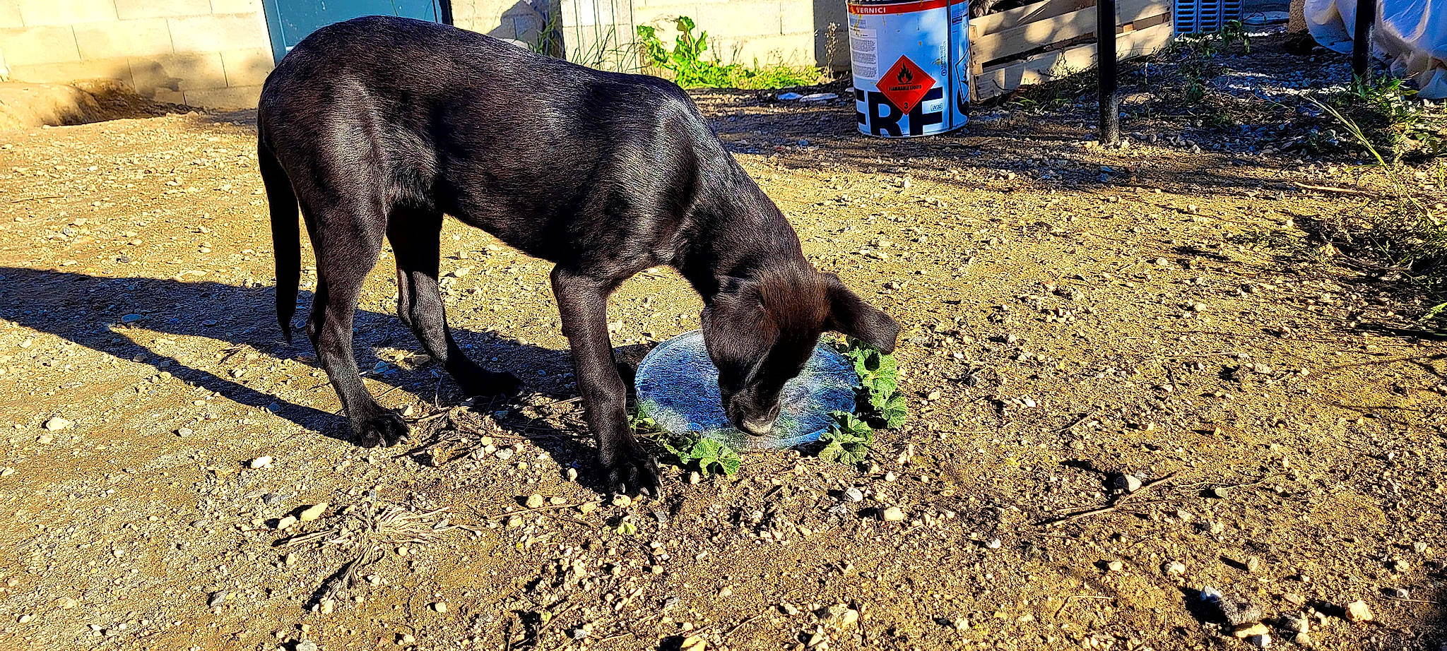 Ollie participe au concours pour gagner de l'argent avec cette photo : borador, canidae, carnivore, collar, companion_dog, dog, dog_breed, dog_collar, electric_blue, fawn, grass, guard_dog, gun_dog, plant, snout, soil, sporting_group, tail, terrestrial_animal, working_animal