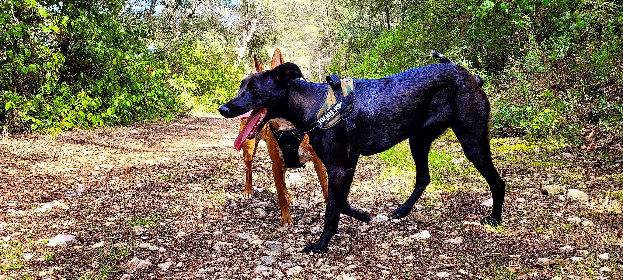 Ollie a rejoint le concours — aidez-le/la à gagner de superbes lots ! adventure, canidae, carnivore, collar, dobermann, dog, dog_breed, dog_collar, dog_supply, electric_blue, fawn, grass, guard_dog, pet_supply, plant, snout, sporting_group, tree, working_animal, working_dog