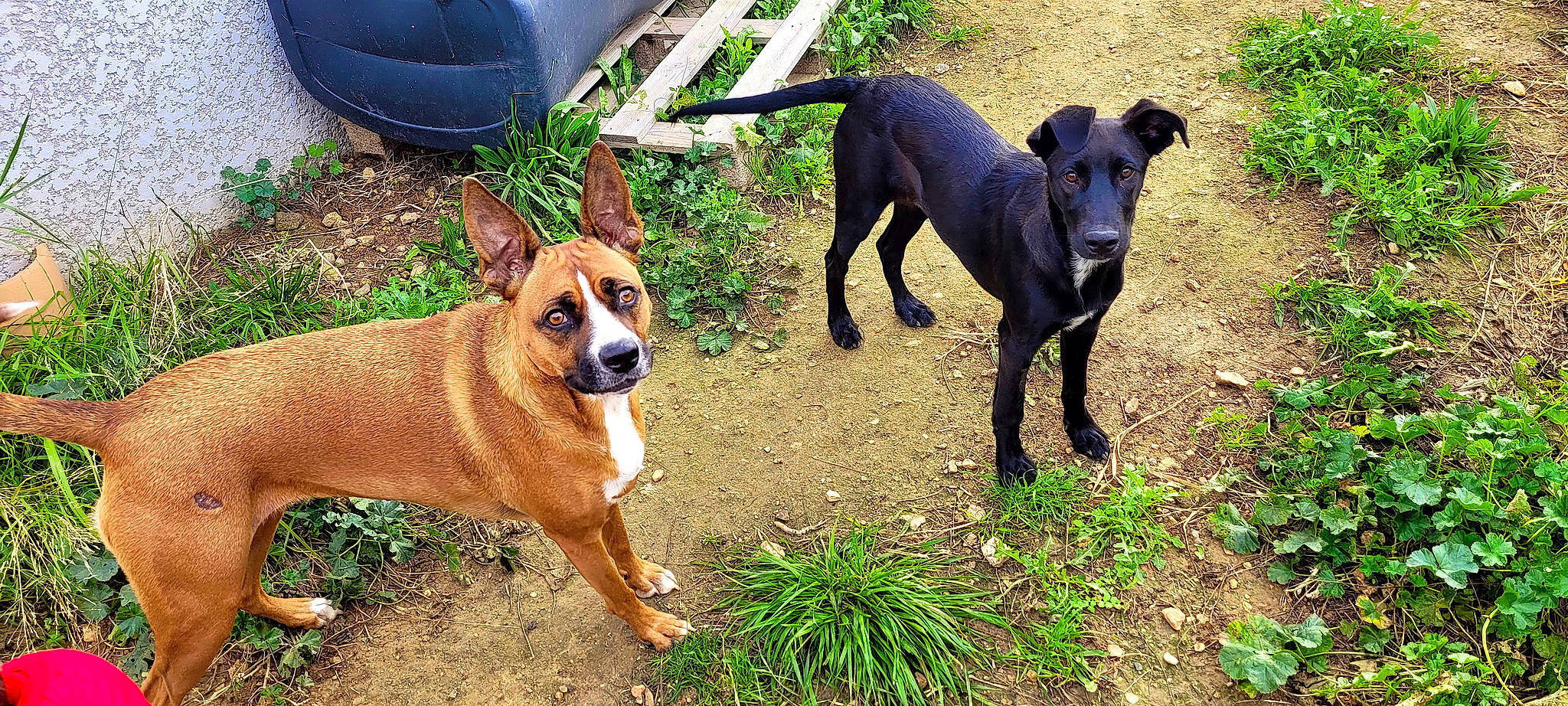 Ollie participe au concours pour gagner de l'argent avec cette photo : ancient_dog_breeds, canidae, carnivore, collar, companion_dog, dog, dog_breed, dog_collar, fawn, grass, guard_dog, hunting_dog, non_sporting_group, plant, snout, sporting_group, tail, terrestrial_animal, working_animal, working_dog
