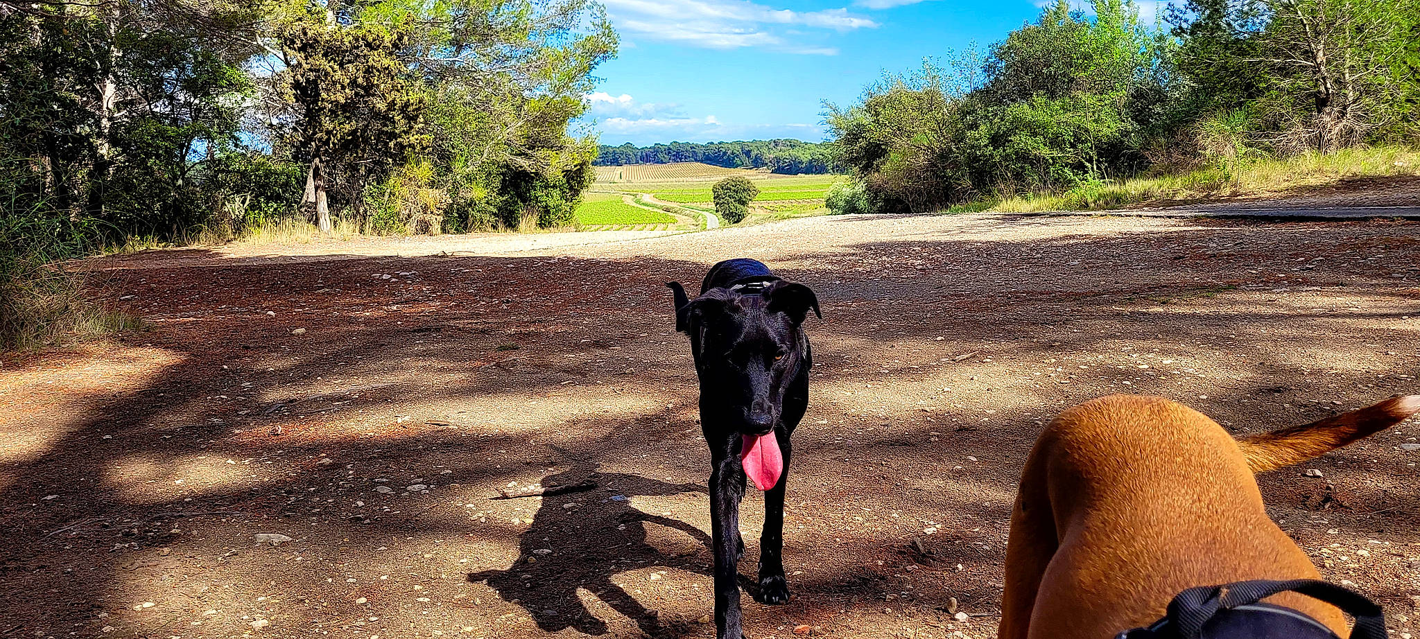 Ollie a rejoint le concours — aidez-le/la à gagner de superbes lots ! adventure, carnivore, cloud, dog_breed, ecoregion, fawn, grass, grassland, landscape, livestock, plant, road, rural_area, sky, snout, soil, terrestrial_animal, tints_and_shades, tree, working_animal