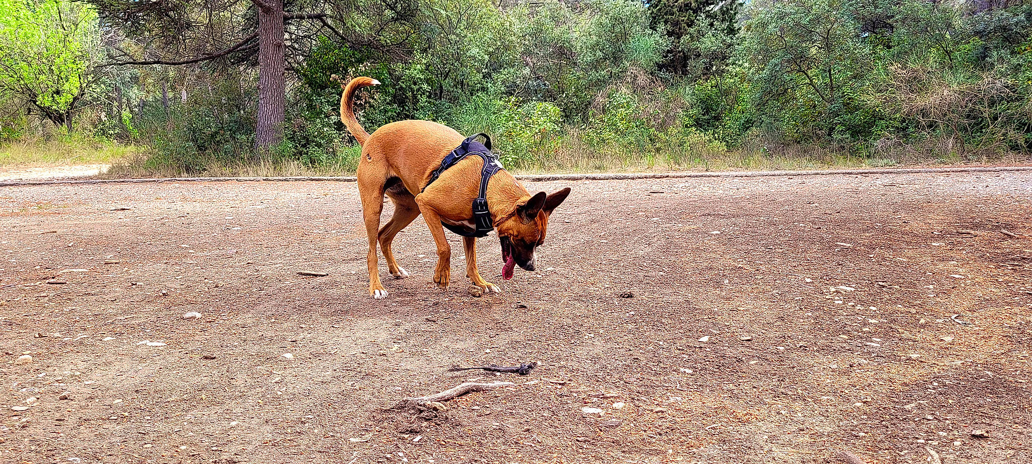 Priska participe au concours pour gagner de l'argent avec cette photo : canidae, carnivore, collar, companion_dog, dog, dog_breed, dog_collar, dog_supply, fashion_accessory, fawn, leash, liver, pet_supply, plant, snout, sporting_group, tail, terrestrial_animal, tree, working_animal