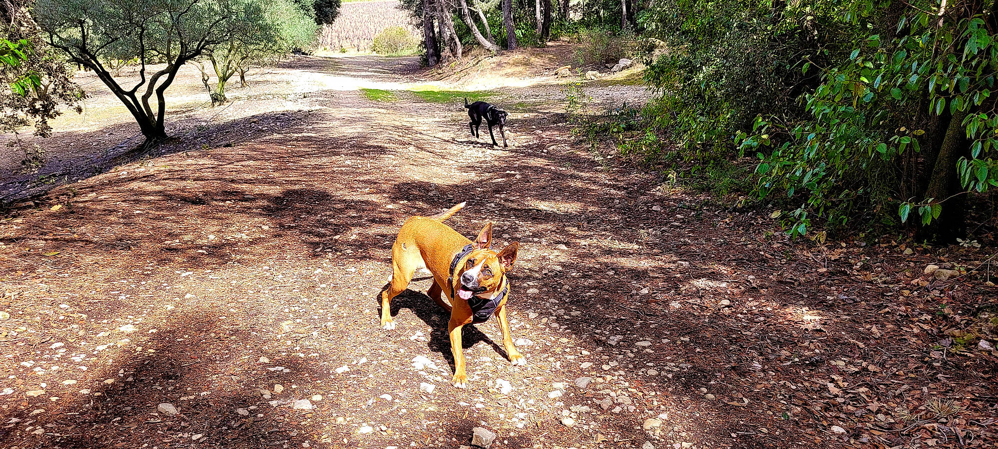 Priska a rejoint le concours — aidez-le/la à gagner de superbes lots ! carnivore, companion_dog, dog, dog_breed, fawn, forest, grass, jungle, landscape, plant, shade, soil, sporting_group, street_dog, tail, trail, tree, wildlife, woodland, working_animal