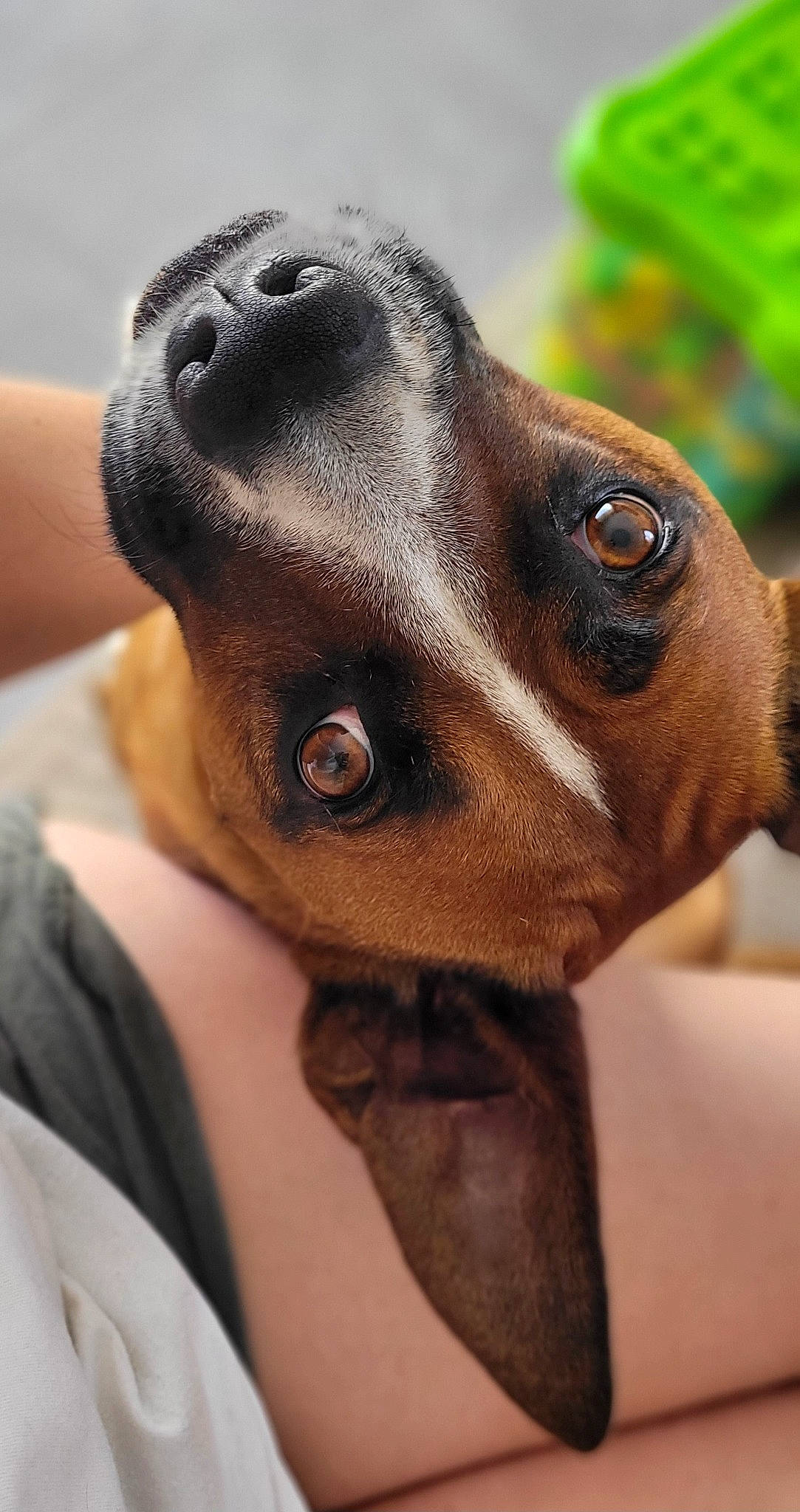 Priska participe au concours pour gagner de l'argent avec cette photo : canidae, carnivore, close_up, collar, companion_dog, dog, dog_breed, ear, fawn, horse_tack, jaw, liver, pet_supply, snout, sporting_group, sunglasses, terrestrial_animal, whiskers, working_animal, wrinkle