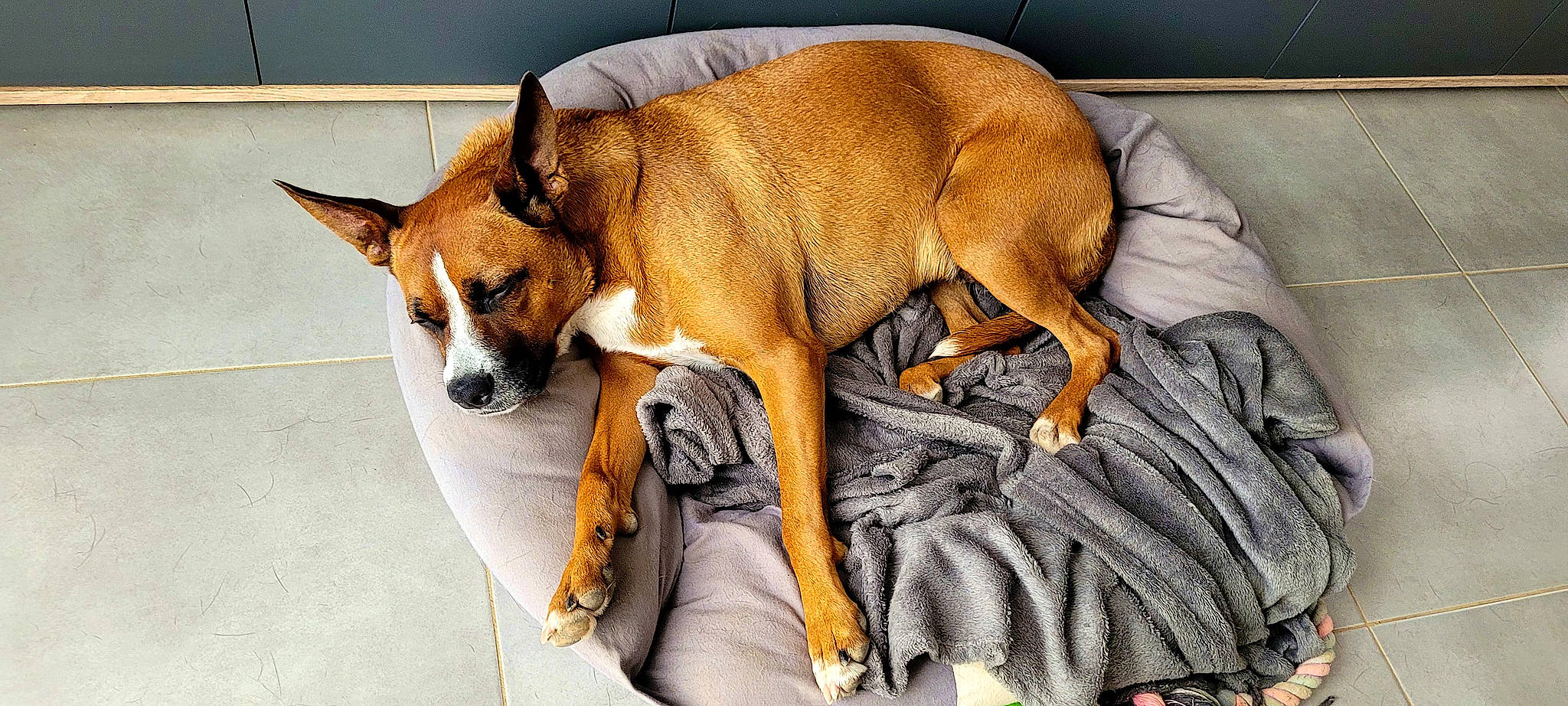 Priska a rejoint le concours — aidez-le/la à gagner de superbes lots ! ancient_dog_breeds, basenji, canidae, carnivore, chihuahua, comfort, companion_dog, dog, dog_bed, dog_breed, dog_sports, dog_supply, fawn, hound, snout, sporting_group, tail, terrestrial_animal, whiskers, working_animal