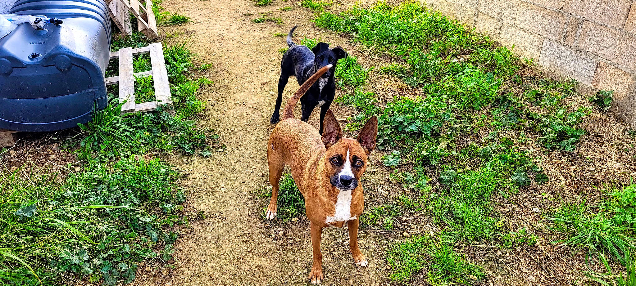 Priska a rejoint le concours — aidez-le/la à gagner de superbes lots ! adventure, canidae, carnivore, companion_dog, dog, dog_breed, dog_supply, fawn, grass, hunting_dog, liver, non_sporting_group, pet_supply, plant, soil, sporting_group, tail, wildlife, working_animal, working_dog