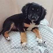 Arkane participe au concours pour gagner de l'argent avec cette photo : adorable, animal, black, cushion, cute, dog, ears, embroidery, face, fur, indoor, paw, pet, puppy, resting, small, tan, text, white, young