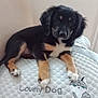 adorable, animal, black, cushion, cute, dog, ears, embroidery, face, fur, indoor, paw, pet, puppy, resting, small, tan, text, white, young