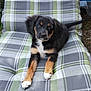 Arkane a rejoint le concours — aidez-le/la à gagner de superbes lots ! animal, black_fur, brown_fur, chair, cushion, cute, dog, ears, fur, looking_at_camera, nature, outdoor, paw, pet, plaid_pattern, portrait, puppy, relaxed, white_paws, young_dog