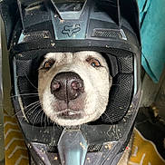 Maya a rejoint le concours — aidez-le/la à gagner de superbes lots ! animal, ball, canine, clothing, crashhelmet, dog, football, hardhat, helmet, hound, husky, labradorretriever, person, pet, puppy, sleeping, snout, soccer, soccerball, sport