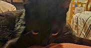 Crokmou participe au concours pour gagner de l'argent avec cette photo : cat, black_cat, sleeping, relaxed, pet, feline, whiskers, ears, eyes, fur, blanket, orange_blanket, couch, cushion, television, indoor, home, cozy, close_up, resting
