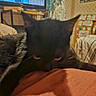 cat, black_cat, sleeping, relaxed, pet, feline, whiskers, ears, eyes, fur, blanket, orange_blanket, couch, cushion, television, indoor, home, cozy, close_up, resting