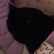 Crokmou a rejoint le concours — aidez-le/la à gagner de superbes lots ! cat, black_cat, pet, sleeping, resting, curled_up, bed, blanket, cushion, bedroom, floral_wallpaper, indoor, cozy, dark, low_light, black_fur, animal, home, relaxed, portrait