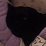 cat, black_cat, pet, sleeping, resting, curled_up, bed, blanket, cushion, bedroom, floral_wallpaper, indoor, cozy, dark, low_light, black_fur, animal, home, relaxed, portrait