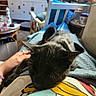 cat, black_and_white_cat, pet, feline, sleeping, relaxed, lying_down, domestic_animal, whiskers, ears, fur, black_fur, white_fur, hand, petting, lap, blanket, colorful_clothing, living_room, indoor