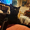 black_cat, cat, feline, pet, animal, wide_eyed, whiskers, ears, portrait, indoor, living_room, television, furniture, chair, blanket, shelf, decor, wallpaper, cozy, photography
