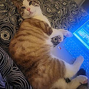 Sushi participe au concours pour gagner de l'argent avec cette photo : cat, tabby, laptop, bed, paws, striped, indoor, pet, computer, technology, relaxed, resting, feline, fur, pink_nose, whiskers, sleepy, cozy, patterned_bedspread, closeup