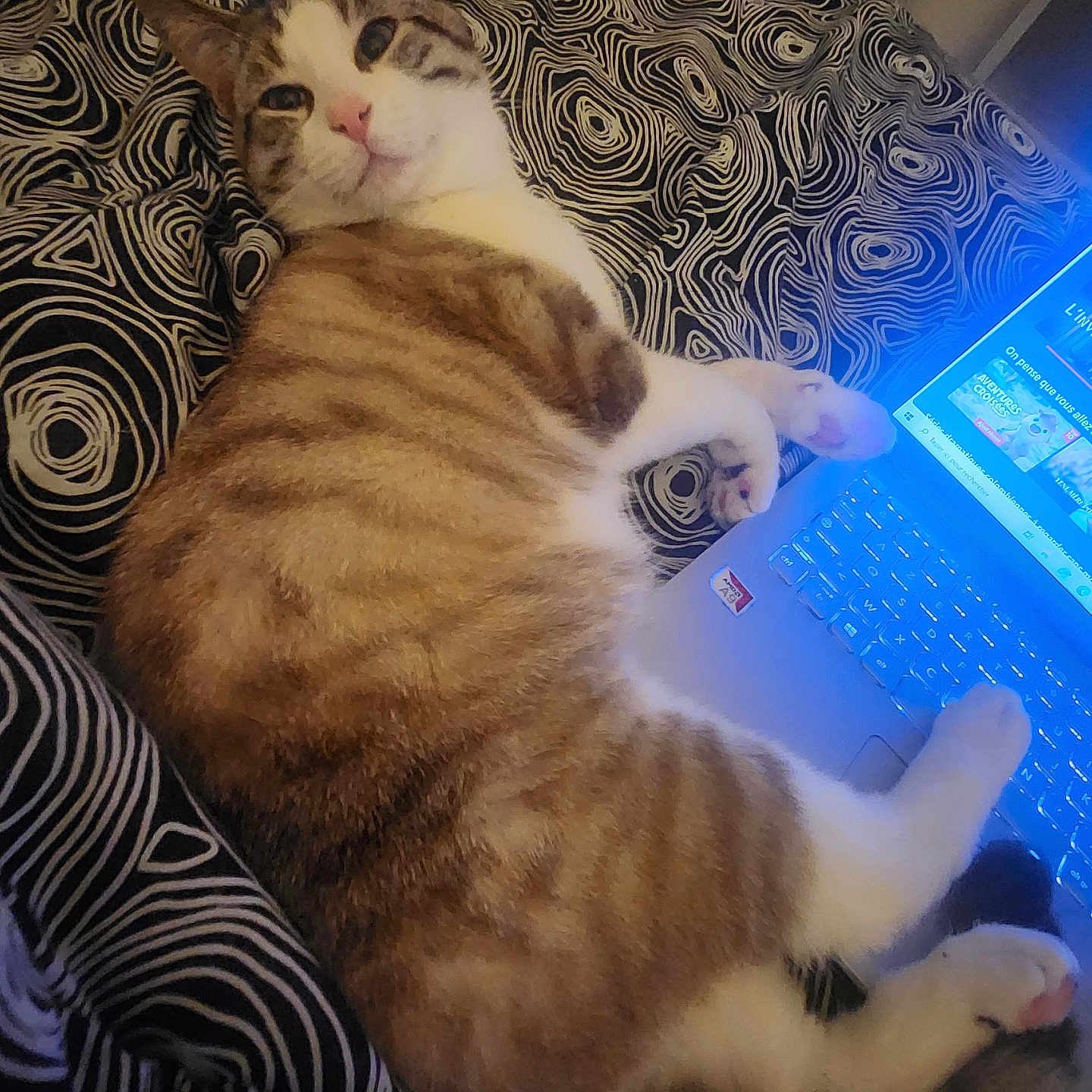 Sushi participe au concours pour gagner de l'argent avec cette photo : cat, tabby, laptop, bed, paws, striped, indoor, pet, computer, technology, relaxed, resting, feline, fur, pink_nose, whiskers, sleepy, cozy, patterned_bedspread, closeup