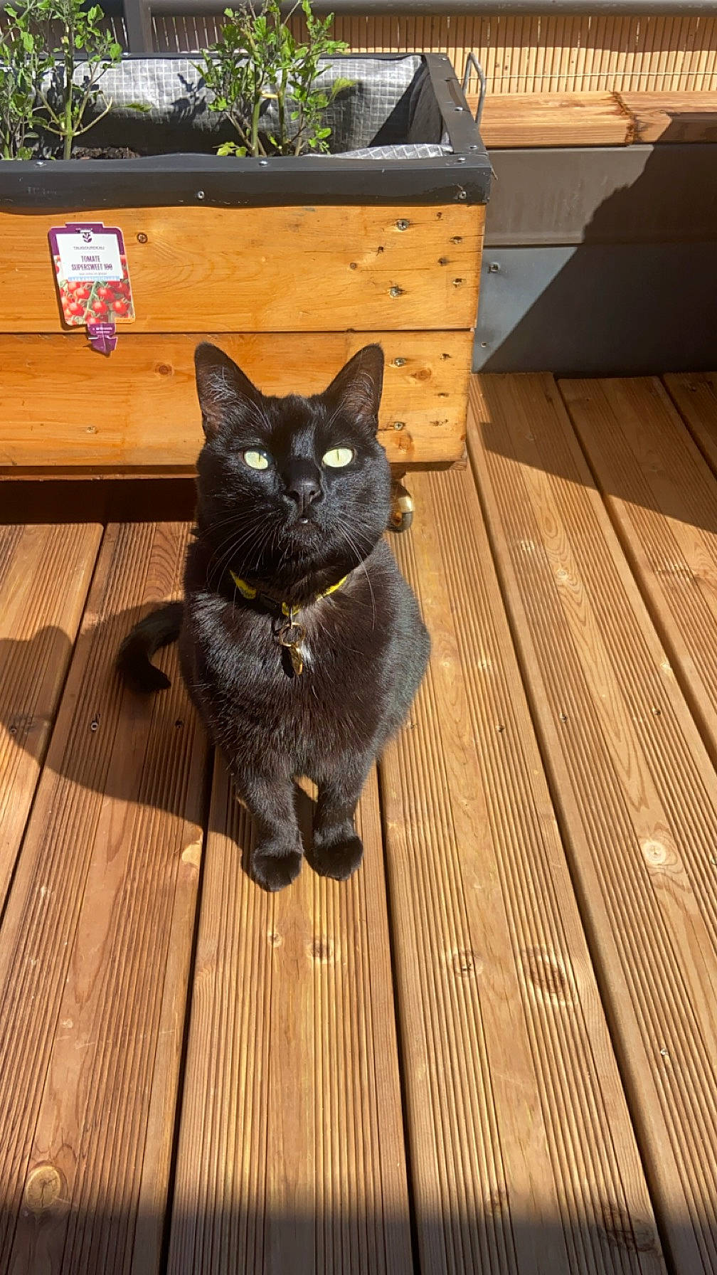 Minouche participe au concours pour gagner de l'argent avec cette photo : box, cabinetry, carnivore, cat, drawer, felidae, floor, flooring, grey, hardwood, laminate_flooring, plank, plant, small_to_medium_sized_cats, tail, varnish, whiskers, wood, wood_flooring, wood_stain