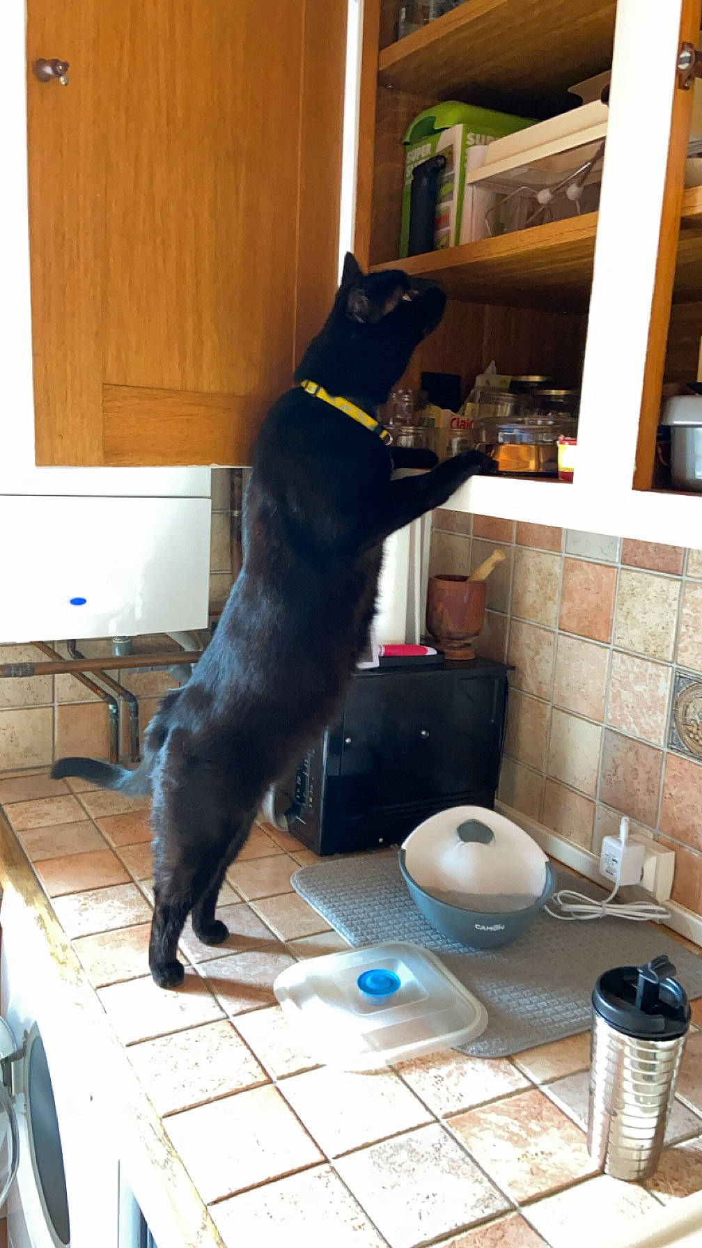 Minouche participe au concours pour gagner de l'argent avec cette photo : black_cat, canidae, carnivore, cat, companion_dog, dog_breed, felidae, floor, flooring, fur, hardwood, household_supply, room, small_to_medium_sized_cats, sporting_group, table, tail, terrestrial_animal, whiskers, wood