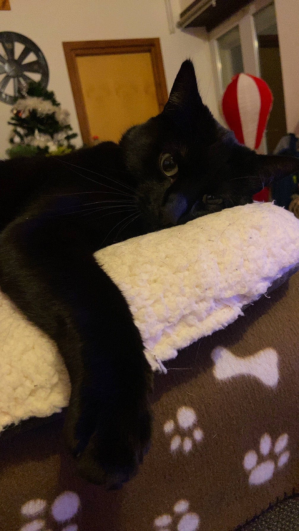 Minouche a rejoint le concours — aidez-le/la à gagner de superbes lots ! black_cat, bombay, carmine, carnivore, cat, cat_supply, claw, comfort, dog_breed, domestic_short_haired_cat, felidae, fur, grey, linens, small_to_medium_sized_cats, snout, tail, terrestrial_animal, textile, whiskers