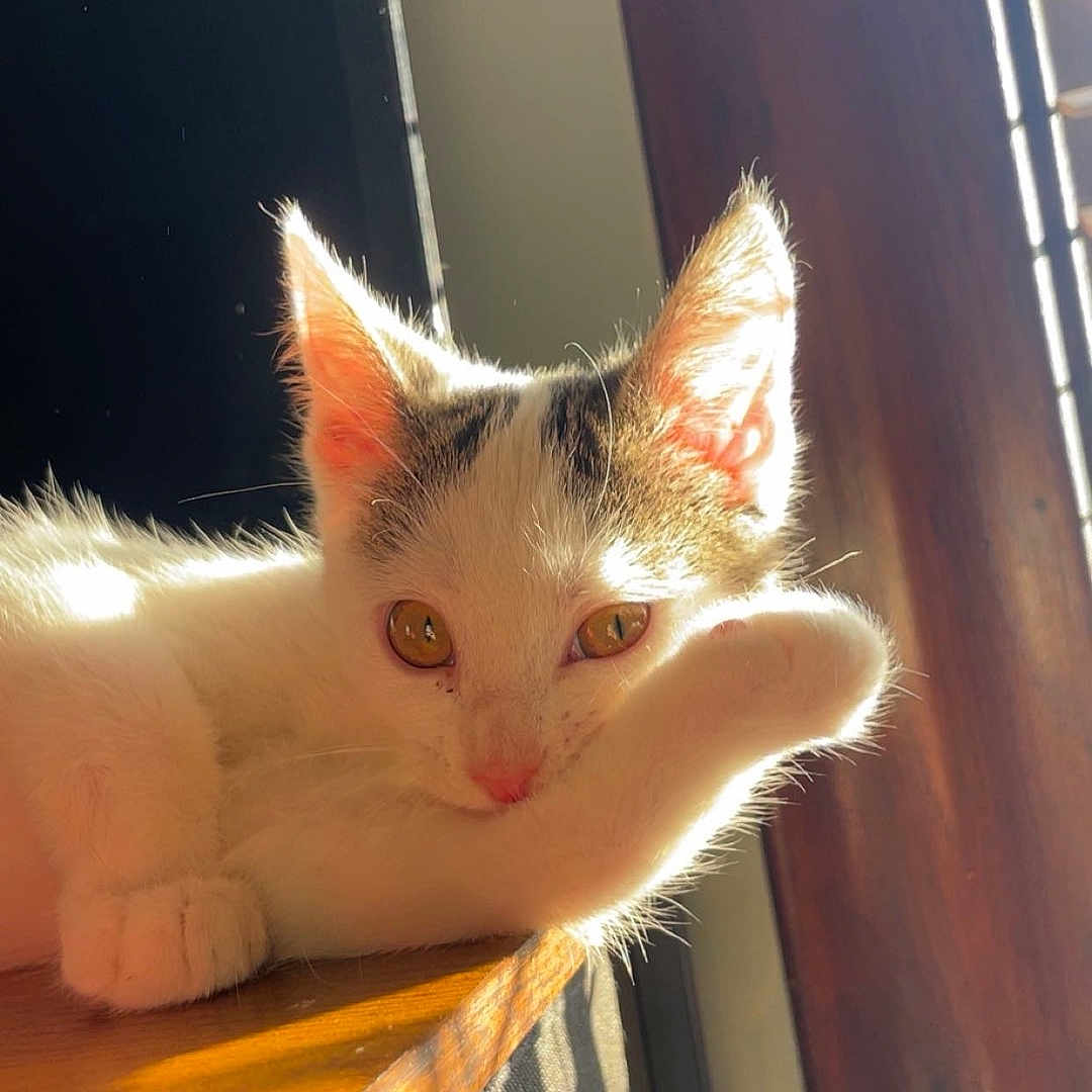 Toaster is registered to the contest to win money with this photo: abyssinian, angora, animal, cat, chair, drawer, face, furniture, hardwood, head, indoors, kitten, manx, person, pet, photography, plywood, portrait, table, wood