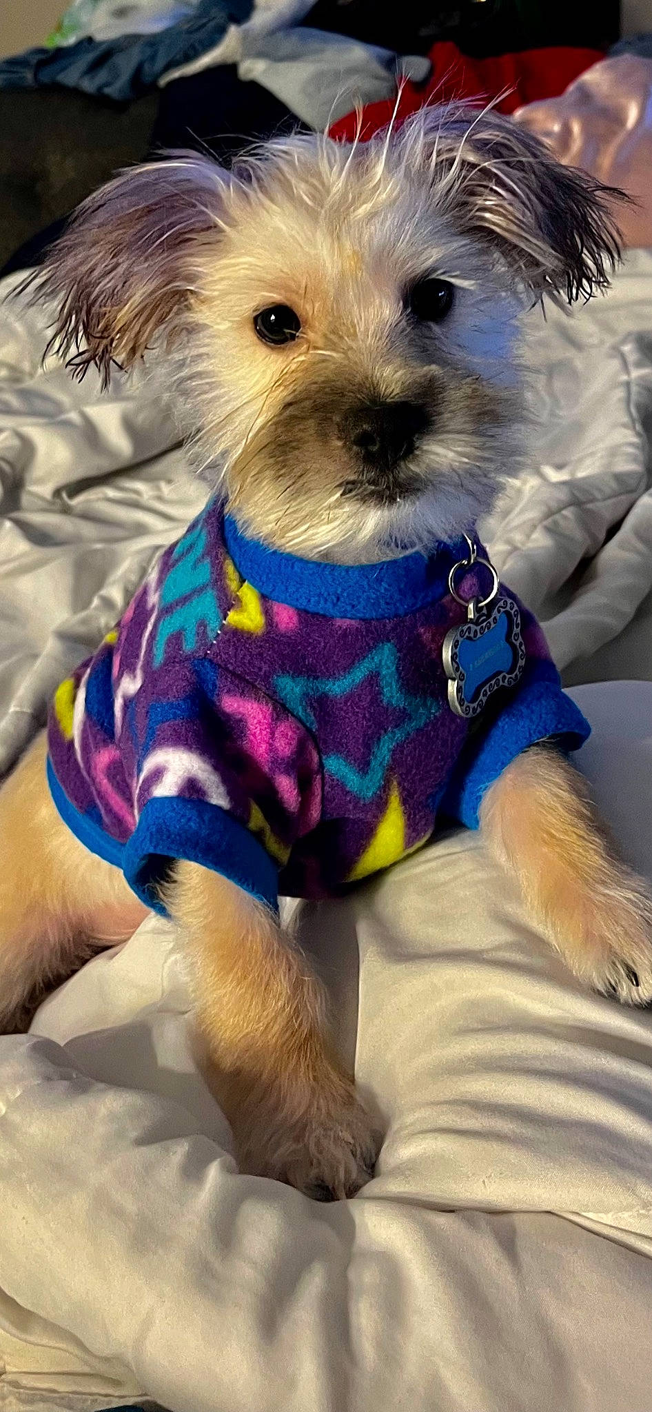 Karmello is registered to the contest to win money with this photo: blue, bow_tie, canidae, carnivore, collar, companion_dog, dog, dog_breed, dog_clothes, dog_collar, dog_supply, electric_blue, fashion_accessory, pet_supply, small_terrier, snout, sporting_group, toy, toy_dog, working_animal