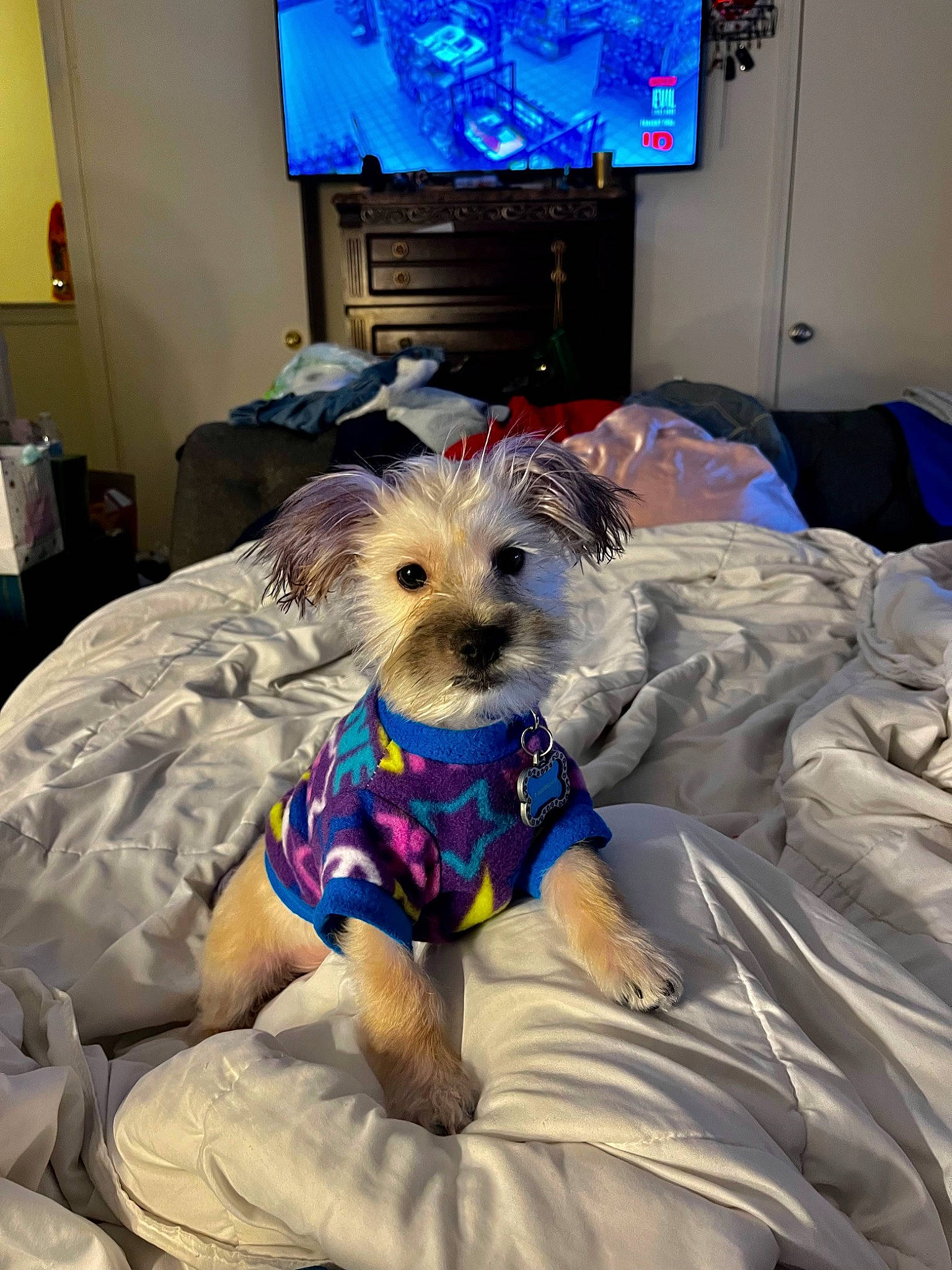 Karmello is registered to the contest to win money with this photo: blue, canidae, carnivore, comfort, companion_dog, dog, dog_breed, dog_clothes, dog_supply, fawn, fur, linens, small_terrier, snout, sporting_group, television, terrier, textile, toy_dog, working_animal