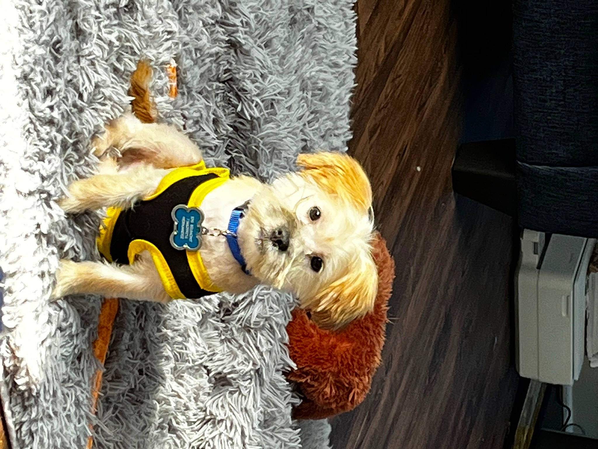 Karmello joined the competition — help win amazing prizes! canidae, carnivore, collar, companion_dog, dog, dog_breed, dog_clothes, dog_collar, dog_supply, fashion_accessory, fur, labradoodle, leash, non_sporting_group, pet_supply, small_terrier, sporting_group, terrier, toy_dog, wood