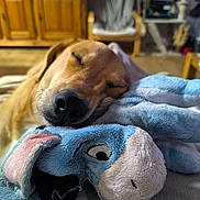 Rouky participe au concours pour gagner de l'argent avec cette photo : animal, blanket, canine, close_up, comfort, cozy, dog, domestic, home, indoor, living_room, napping, pet, plush_toy, relaxation, resting, sleeping, soft_toy, stuffed_animal, wooden_furniture