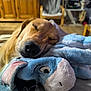animal, blanket, canine, close_up, comfort, cozy, dog, domestic, home, indoor, living_room, napping, pet, plush_toy, relaxation, resting, sleeping, soft_toy, stuffed_animal, wooden_furniture
