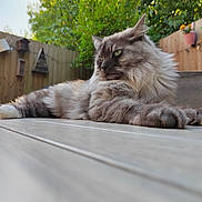 Odin is registered to the contest to win money with this photo: abyssinian, angora, animal, architecture, building, cat, deck, hardwood, house, housing, indoors, interiordesign, kitten, lumber, manx, pet, plywood, porch, siamese, wood