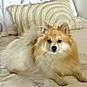 animal, bed, canine, comfort, cozy, cute, dog, ears, fluffy, fur, home, indoor, laying_down, pet, pillow, portrait, resting, tail, tan, white