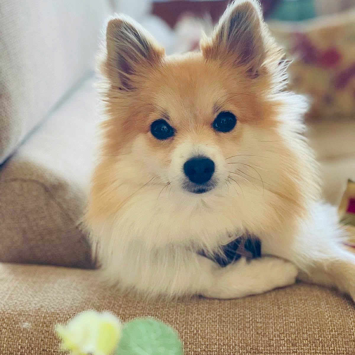 Bella
