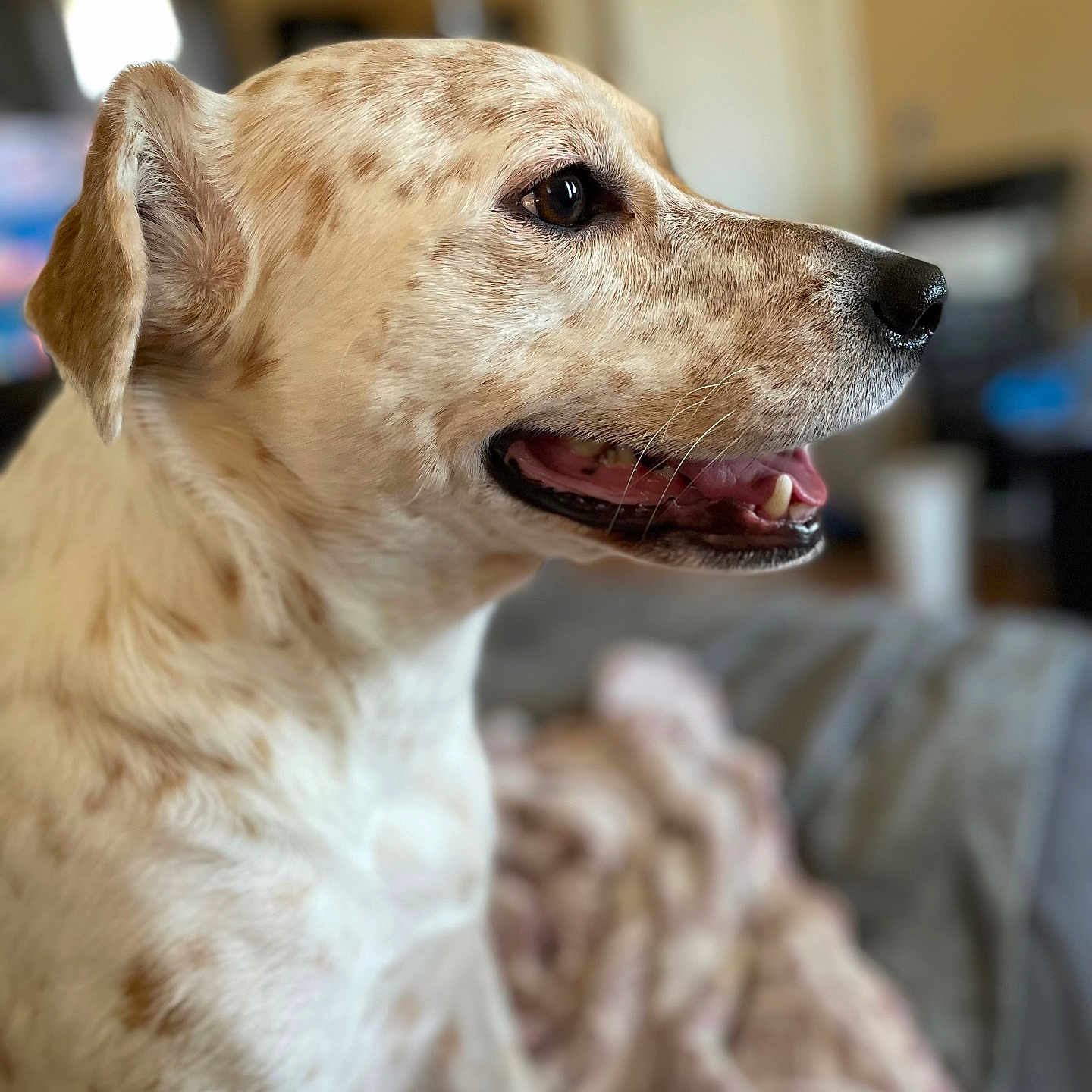 Mr.bojangles