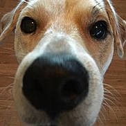 Mr.bojangles joined the competition — help win amazing prizes! dog, close_up, nose, face, curious, pet, animal, brown, white, ears, whiskers, floor, wood, indoor, canine, snout, portrait, domestic, muzzle, cute