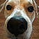 Mr.bojangles