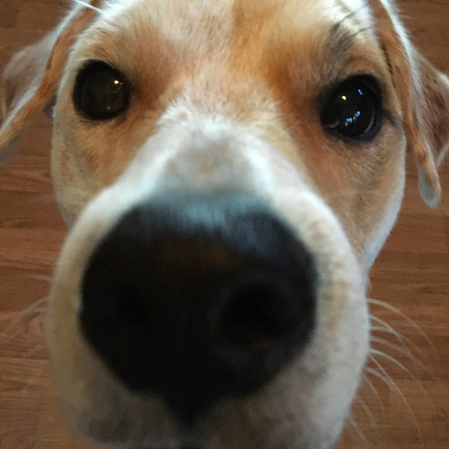 Mr.bojangles