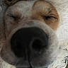 Mr.bojangles is registered to the contest to win money with this photo: animal, blanket, close_up, cozy, cute, dog, face, fur, indoors, muzzle, nose, peaceful, pet, portrait, relaxation, rest, sleeping, snout, soft, whiskers