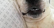Mr.bojangles is registered to the contest to win money with this photo: animal, canine, close_up, cute, dog, domestic_animal, expression, face, fur, indoor, lying_down, nose, pattern, pet, pillow, relaxed, sleepy, snout, teeth, whiskers