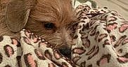 Rexley is registered to the contest to win money with this photo: dog, blanket, leopard_print, bed, cozy, sleepy, fur, pet, indoor, comfort, snuggle, brown_fur, soft, resting, domestic, animal, cute, closeup, relax, warm