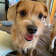 Rexley is registered to the contest to win money with this photo: dog, pet, close_up, indoor, bed, fur, cute, canine, animal, bedroom, tongue, brown, friendly, domestic_animal, snout, eyes, ears, companion, looking_at_camera, cozy