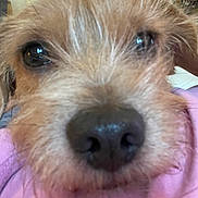 Rexley joined the competition — help win amazing prizes! animal, close_up, cozy, curtains, cute, dog, eyes, face, fur, indoor, looking, muzzle, nose, pet, pink, portrait, resting, scruffy, soft, whiskers