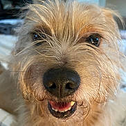 Rexley is registered to the contest to win money with this photo: dog, close_up, pet, canine, fur, nose, mouth, teeth, whiskers, animal, friendly, happy, cute, indoor, portrait, face, expression, furry, tongue, brown