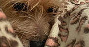 Rexley joined the competition — help win amazing prizes! animal, blanket, brown, close_up, cozy, cute, dog, face, fleece, fur, indoor, nose, pet, resting, sleepy, snuggled, soft, texture, warm, whiskers