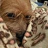 Rexley joined the competition — help win amazing prizes! dog, close_up, blanket, fleece, snuggled, sleepy, cozy, fur, nose, indoor, pet, animal, brown, texture, soft, resting, cute, face, whiskers, warm