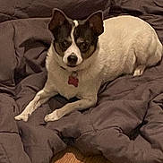 Lady is registered to the contest to win money with this photo: dog, pet, indoor, blanket, floor, wooden_floor, lying_down, black_and_white, fur, collar, tag, animal, canine, resting, cozy, domestic, looking_at_camera, quiet, relaxed, bedroom