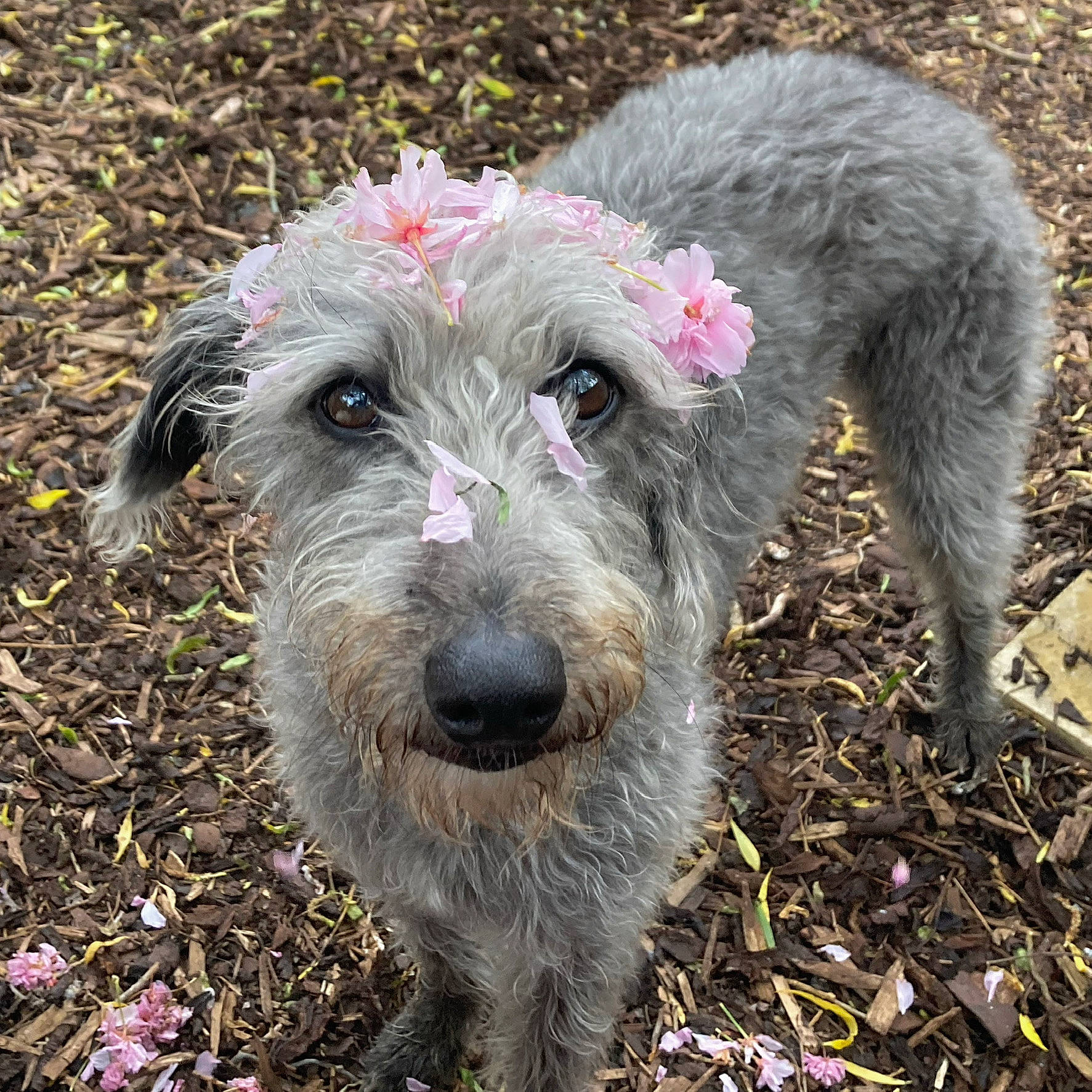 Wilma is registered to the contest to win money with this photo: ancient_dog_breeds, canidae, carnivore, companion_dog, dog, dog_breed, fur, grass, small_terrier, snout, soil, sporting_group, terrestrial_animal, terrier, toy_dog, working_animal, working_terrier
