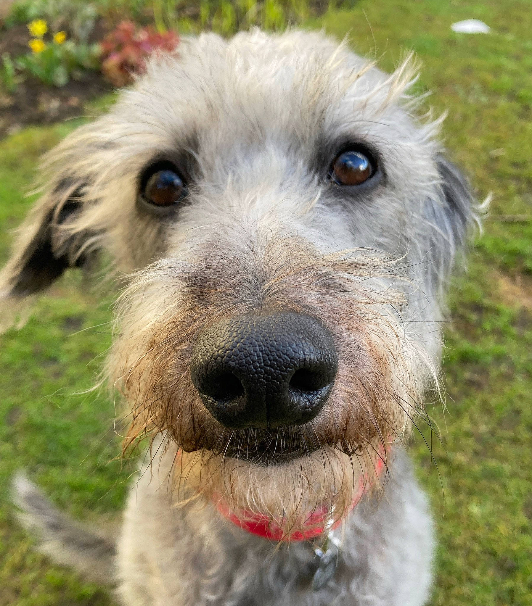 Wilma is registered to the contest to win money with this photo: canidae, carnivore, companion_dog, dog, dog_breed, fur, grass, grassland, pasture, photography, sheep, snout, sporting_group, terrestrial_animal, terrier, wildlife, working_animal